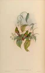 Amazilia yucatanensis cerviniventris